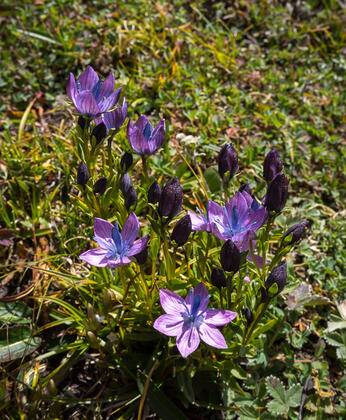 Gentian (pink morph)