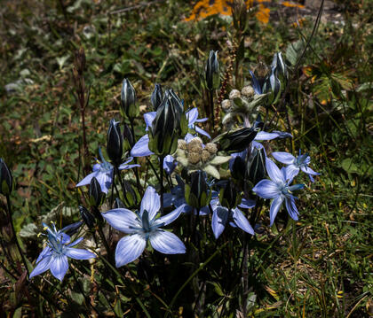 Gentian (blue morph) and Edelweiss