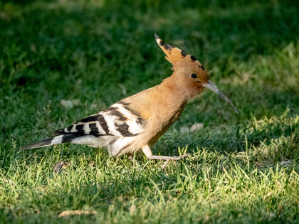 Hoopoe