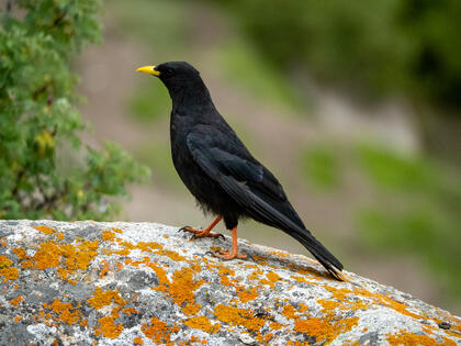 Alpine Chough