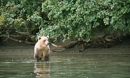 Bear