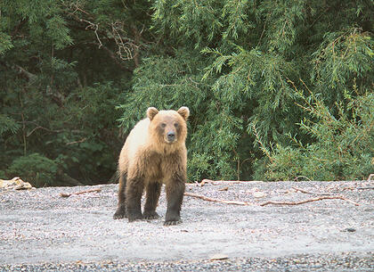 Bear
