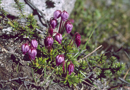 Blue mountain heath 