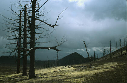 Dead forest