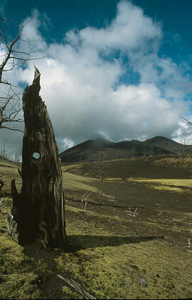 Dead Forest