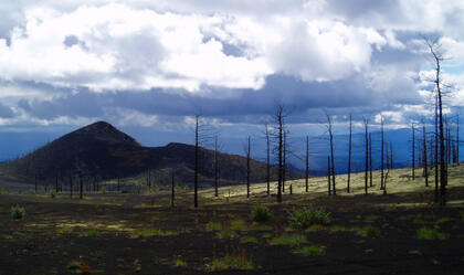 Dead forest