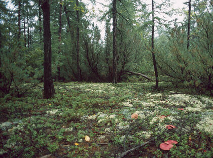Forest floor flora
