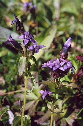 Gentian