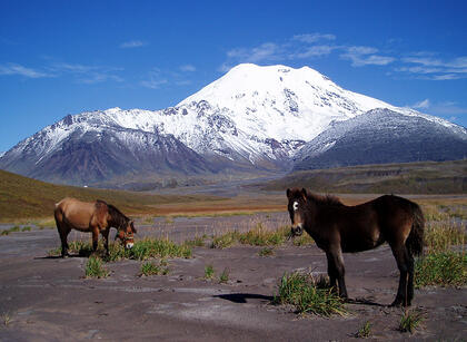 Horses