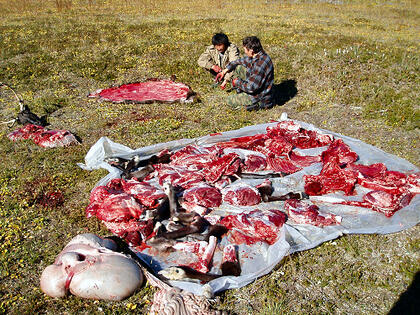 Butchered reindeer