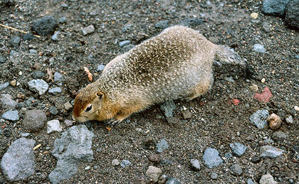 Ground squirrel