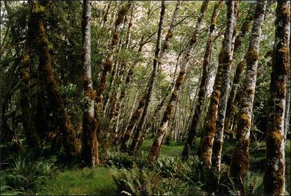 Red alders