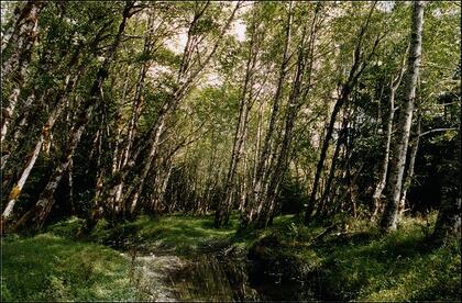 Red alders