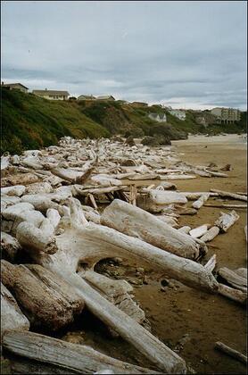 Driftwood