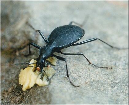 Black Beetle