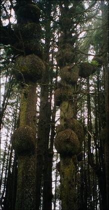 Sitka burls