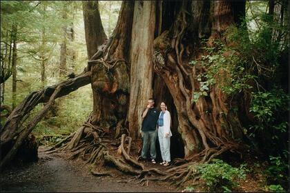 Largest Cedar