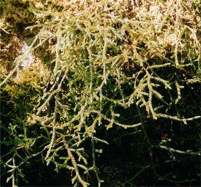 Clubmoss