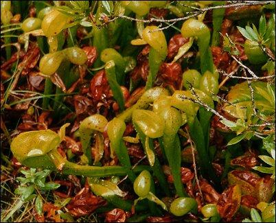 Darlingtonia
