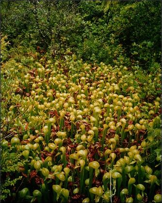 Darlingtonia