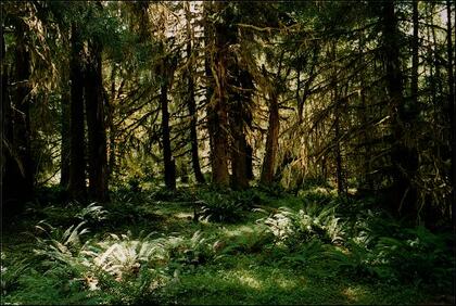 Forest