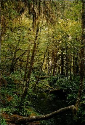 Forest