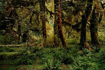 Forest