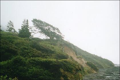 Krumholtz tree