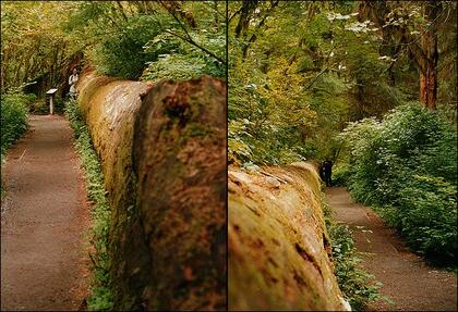 Fallen tree