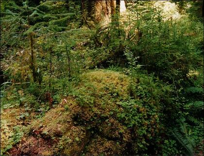 Nurse log