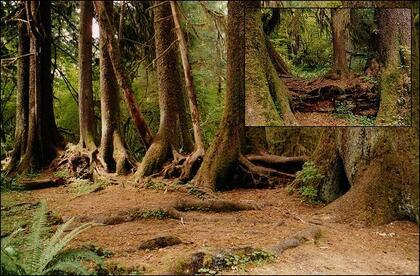 Nurse log