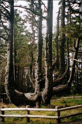 Octopus tree