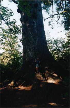 Largest Sitka